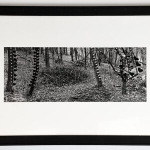 Martin Prekop photograph Mirrored Trees, Back Yard, House 1993-2007 Series