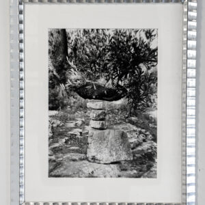 Martin Prekop 2000 photograph Olive Tree and Rocks